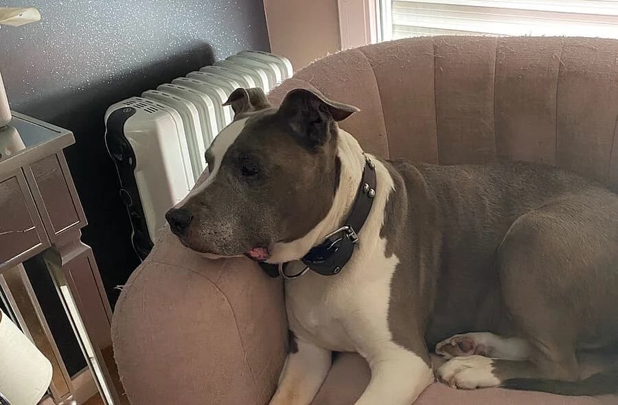 Goliath, American Staffordshire Terrier (30 Millions d'Amis)