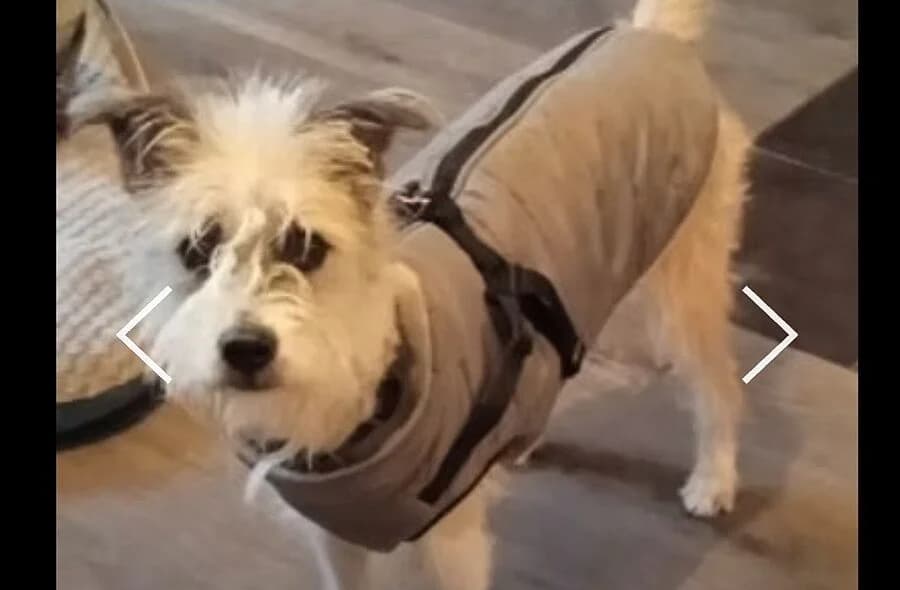 Marie, Mixed Breed (30 Millions d'Amis)