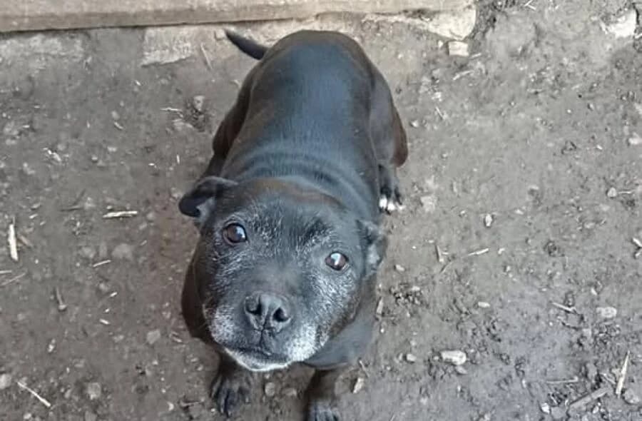 Isis, female 4yo Staffordshire Bull Terrier for adoption at 30 Millions d'Amis, Paris