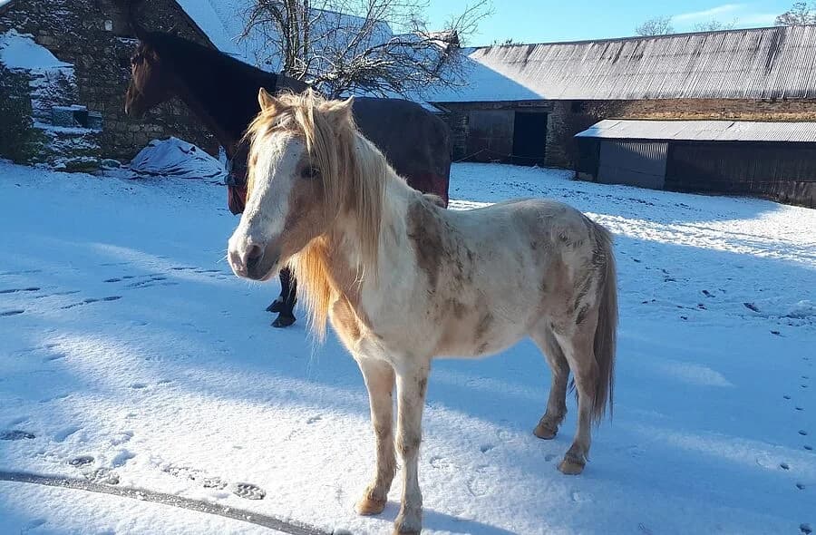Eldo, male 4yo Equine for adoption at 30 Millions d'Amis, Paris