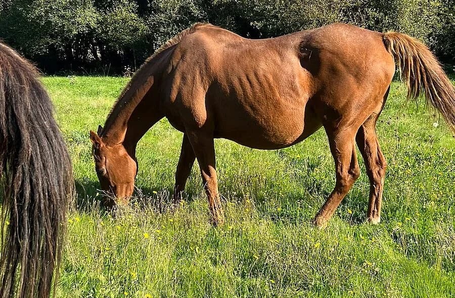 Thithia, female 4yo Equine for adoption at 30 Millions d'Amis, Paris
