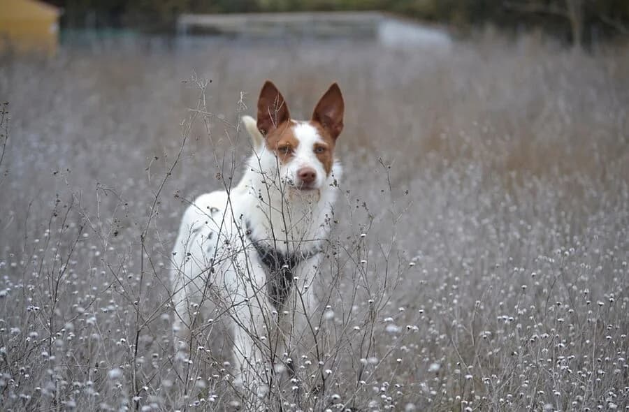 Nadya, Podenco (30 Millions d'Amis)