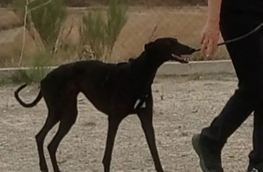 Rasmia, female 4yo Galgo Español for adoption at 30 Millions d'Amis, Paris