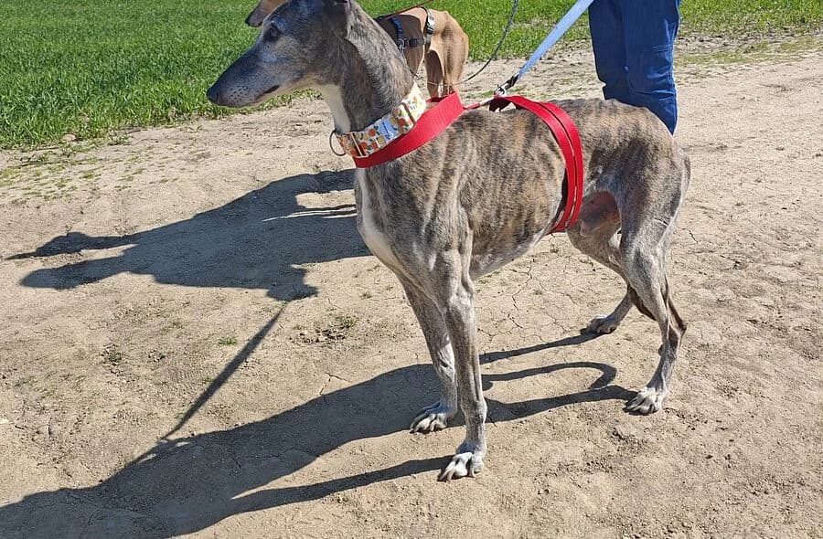 Apache, male 4yo Galgo Español for adoption at 30 Millions d'Amis, Paris
