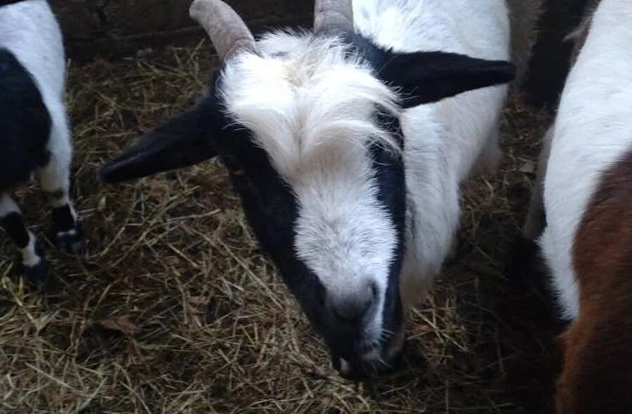 Incubus, male 4yo Equine for adoption at 30 Millions d'Amis, Paris
