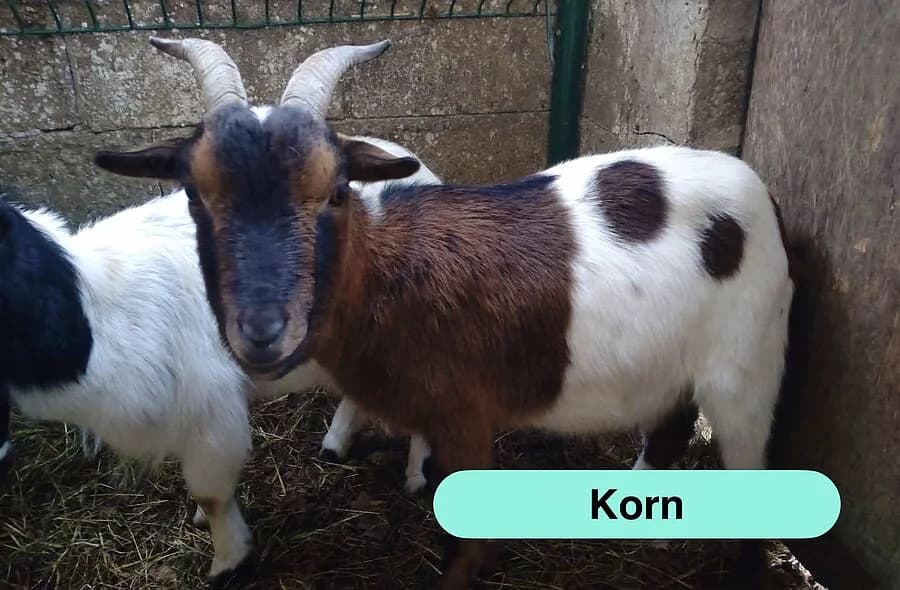 Korn, male 4yo Equine for adoption at 30 Millions d'Amis, Paris