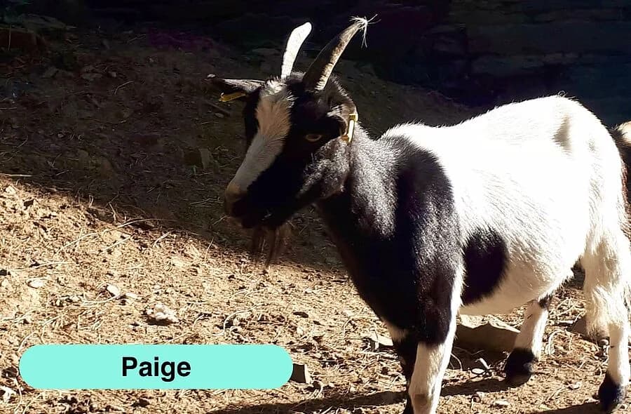 Paige, female 4yo Equine for adoption at 30 Millions d'Amis, Paris
