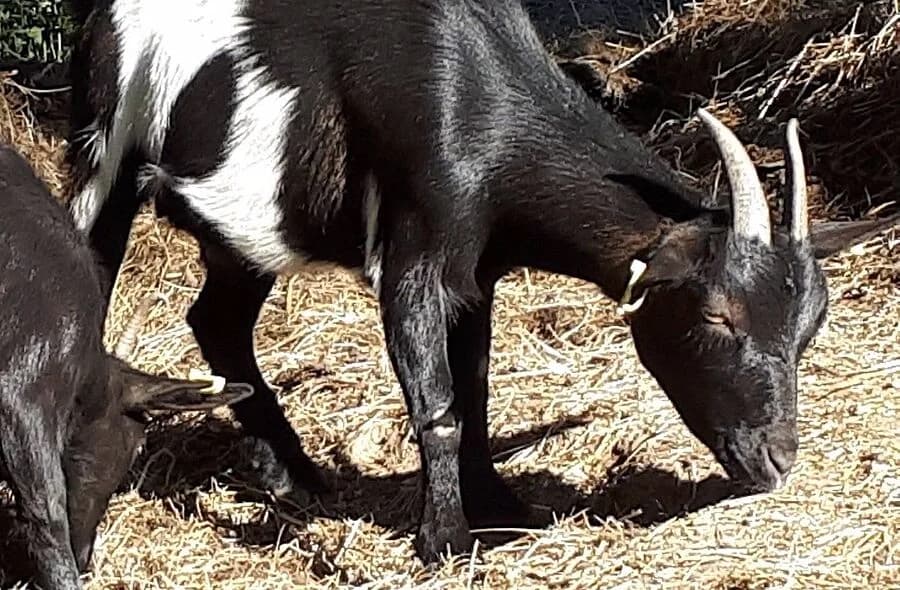 Phoebe, female 4yo Equine for adoption at 30 Millions d'Amis, Paris