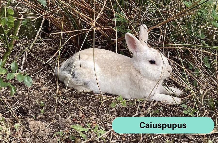 Caiuspupus, male 4yo Mixed Breed for adoption at 30 Millions d'Amis, Paris