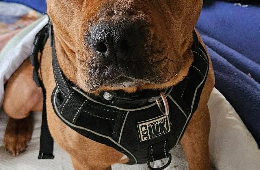 Mora, female 4yo Staffordshire Bull Terrier for adoption at 30 Millions d'Amis, Paris