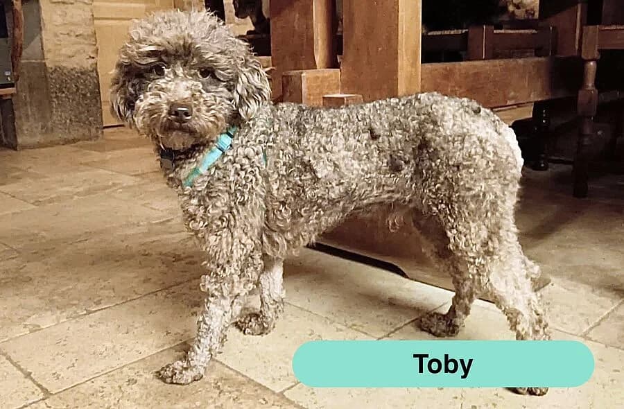 Toby