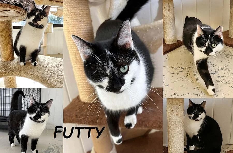 Futty,  (30 Millions d'Amis)