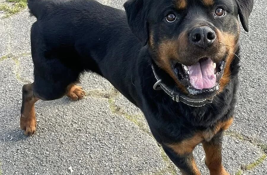 Rex, male 4yo Rottweiler for adoption at 30 Millions d'Amis, Paris