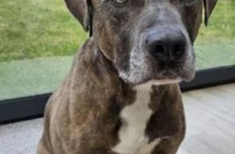 Oslo, Mixed Breed (30 Millions d'Amis)