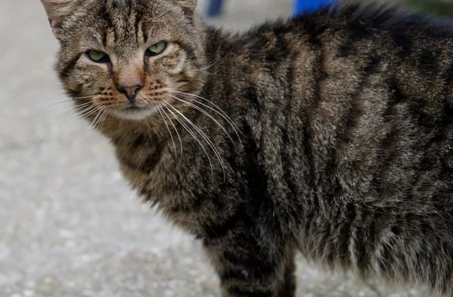 Tiger,  (30 Millions d'Amis)