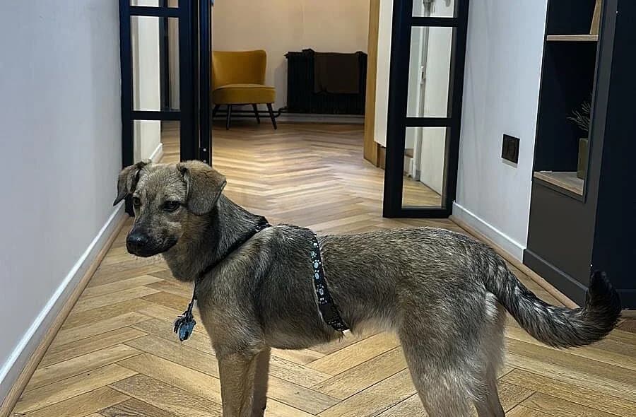 Reva, female puppy Mixed Breed for adoption at 30 Millions d'Amis, Paris