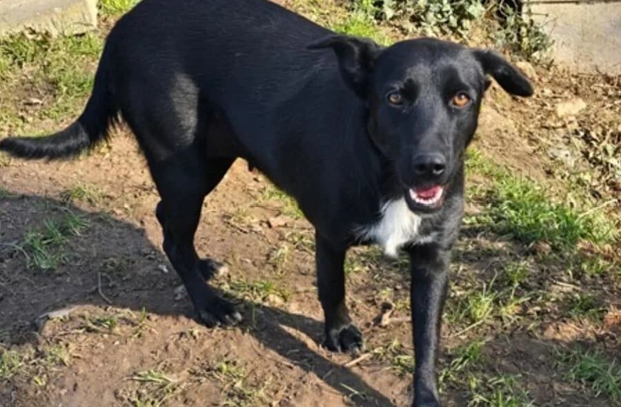 Beky, female puppy Mixed Breed for adoption at 30 Millions d'Amis, Paris