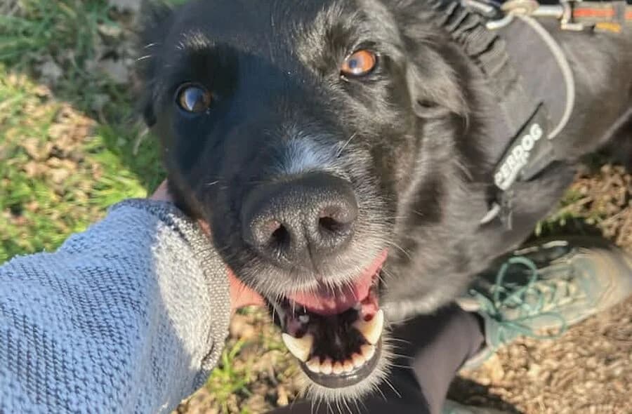 Stella, female 4yo Border Collie for adoption at 30 Millions d'Amis, Paris