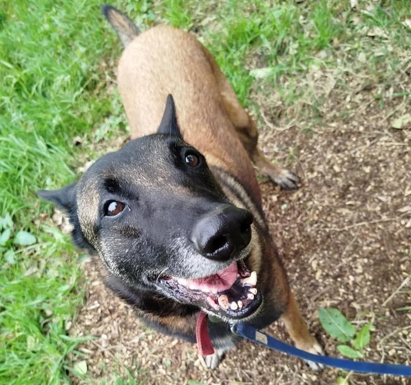 OBAMA, male 7yo Belgian Malinois for adoption at SPA Plouhinec, Plouhinec