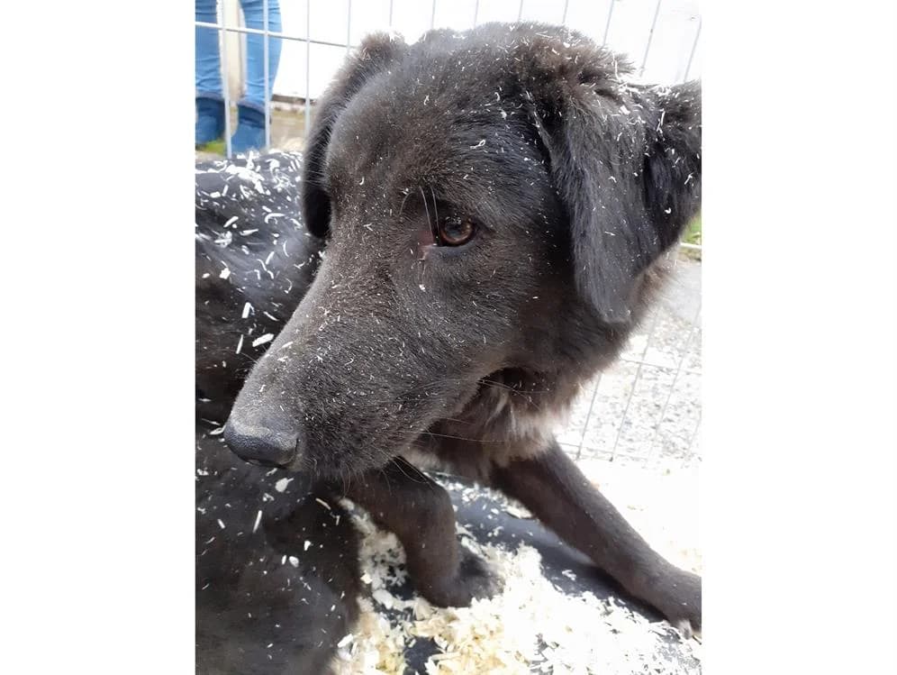 Sultan, male senior Mixed Breed for adoption at SPA Plouhinec, Plouhinec
