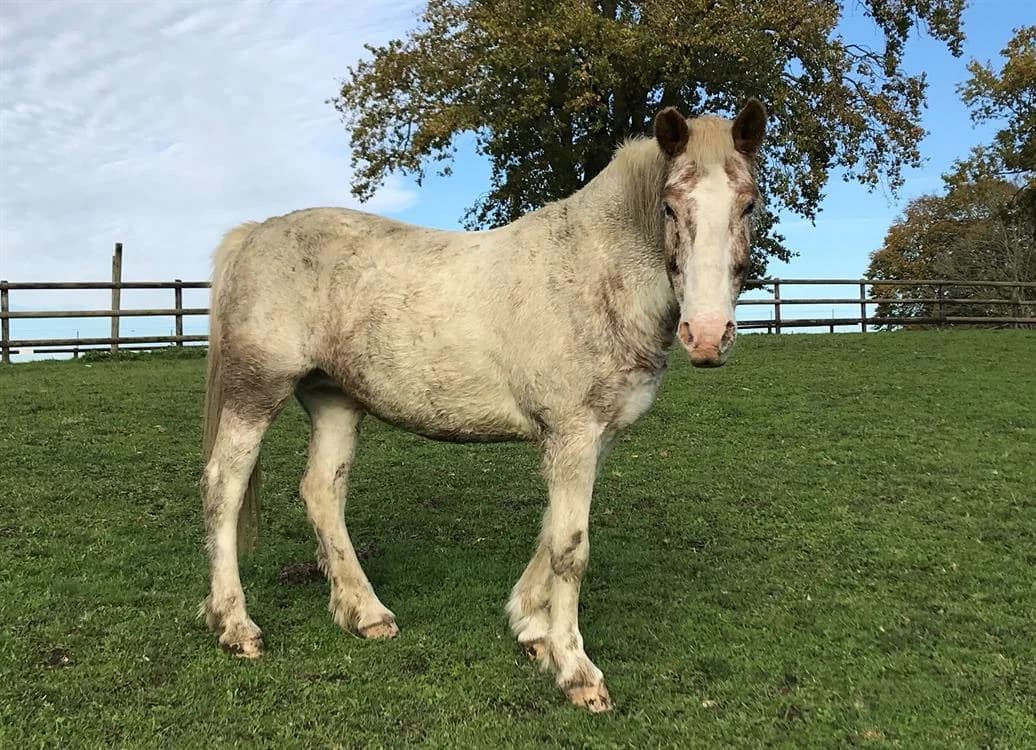 LEREBE, unknown female mixed breed for adoption at SPA Grand Refuge de Pervenchères, Pervencheres