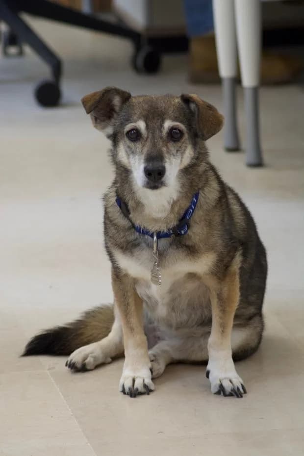 Grace, female Mixed Breed for adoption at Fondation Brigitte Bardot, Paris