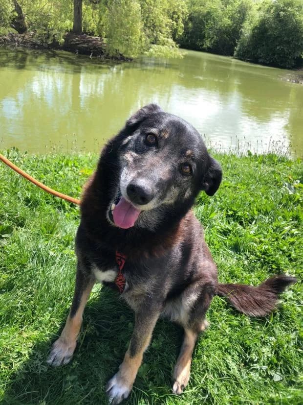 Giulia, Mixed Breed (Fondation Brigitte Bardot)