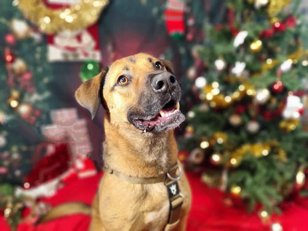 PAPRIKA VAA, male 4yo mixed breed for adoption at SPA Vaux-le-Pénil, Vaux-le-Pénil