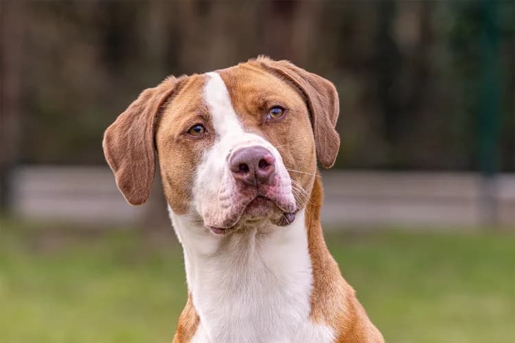 MAC QUEEN OAA19389, male Mixed Breed for adoption at SPA Orgeval, Orgeval