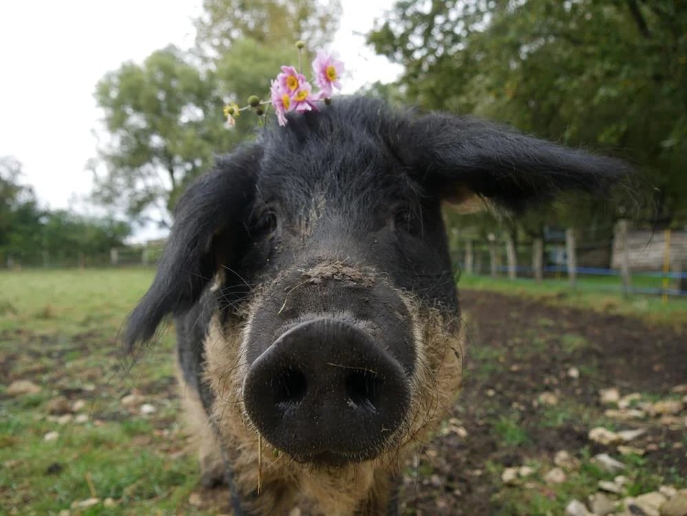 BERTH, female mixed breed for adoption at SPA Grand Refuge de Pervenchères, Pervencheres