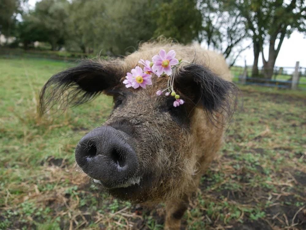 MARTINE, female mixed breed for adoption at SPA Grand Refuge de Pervenchères, Pervencheres