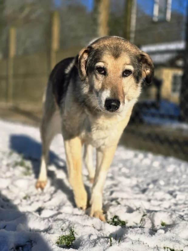 Victoria, Mixed Breed (Fondation Brigitte Bardot)