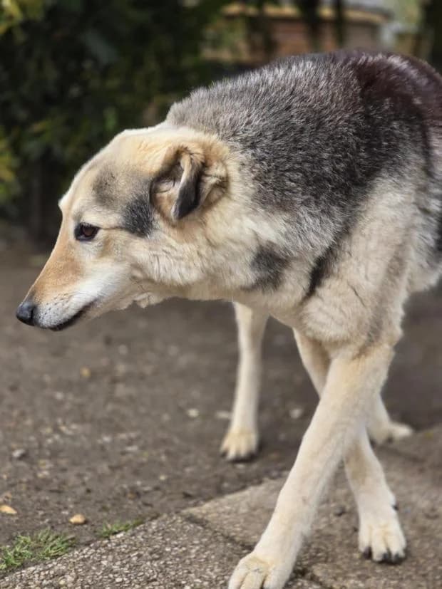 Apolo, Mixed Breed (Fondation Brigitte Bardot)