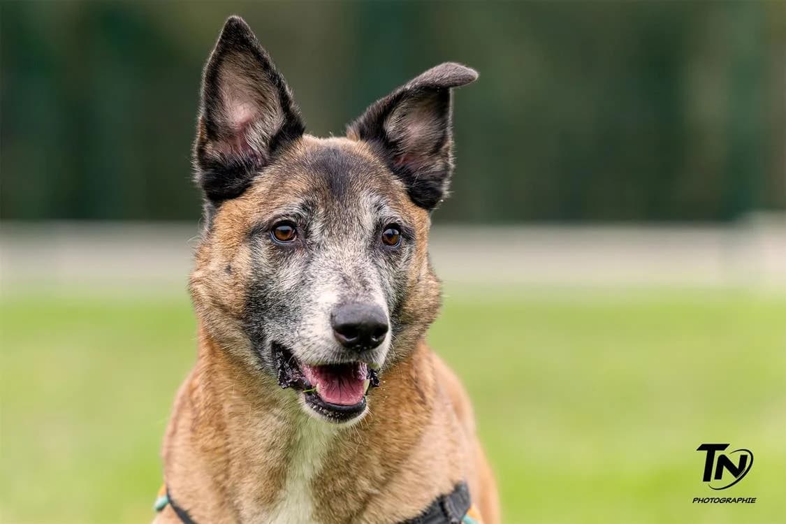 HOUTCH, male Belgian Malinois for adoption at SPA Orgeval, Orgeval