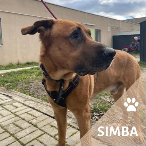 Adopter un de nos pensionnaires photo 4