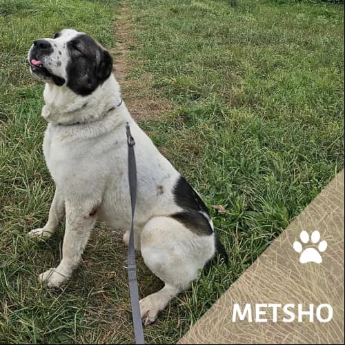 Adopter un de nos pensionnaires photo 3