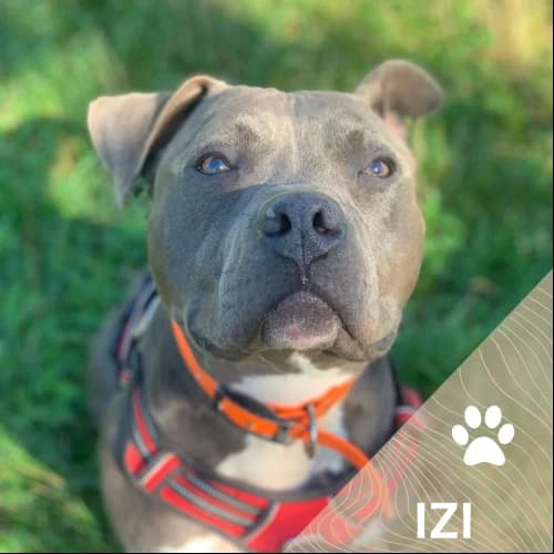 Adopter un de nos pensionnaires photo 4