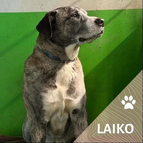 Adopter un de nos pensionnaires