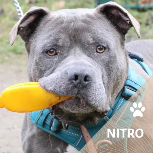 Adopter un de nos pensionnaires photo 3