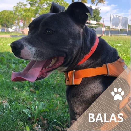 Adopter un de nos pensionnaires photo 4