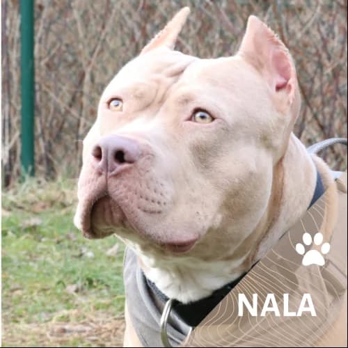 Adopter un de nos pensionnaires