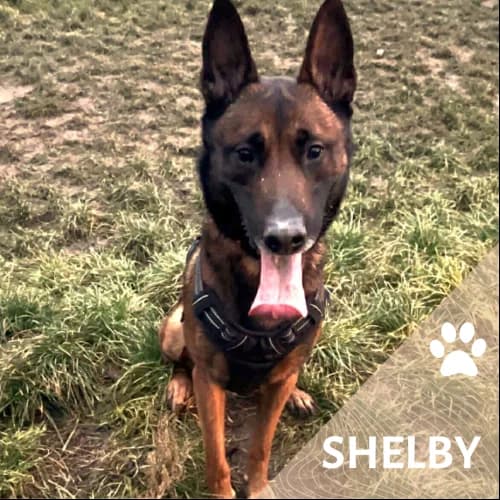 Adopter un de nos pensionnaires photo 2