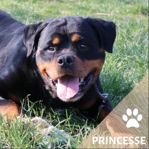 Adopter un de nos pensionnaires photo 4