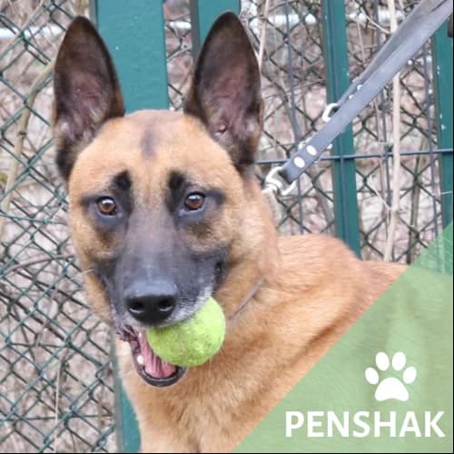 Adopter un de nos pensionnaires photo 2