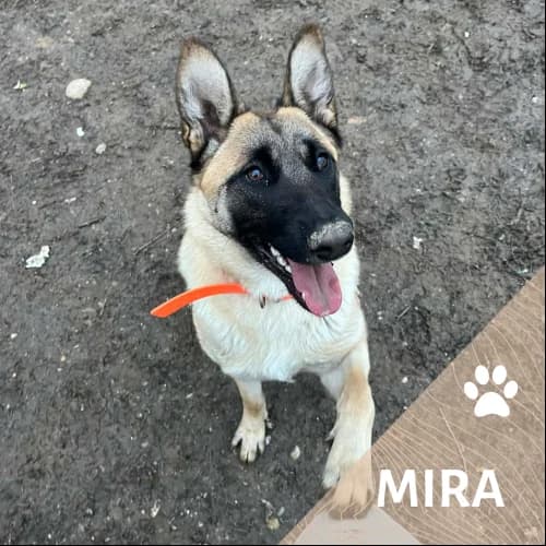 Adopter un de nos pensionnaires photo 3