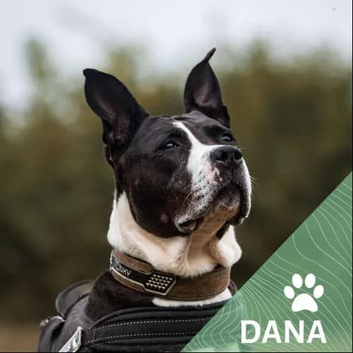 Adopter un de nos pensionnaires photo 4