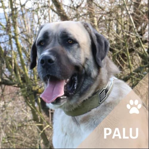 Adopter un de nos pensionnaires