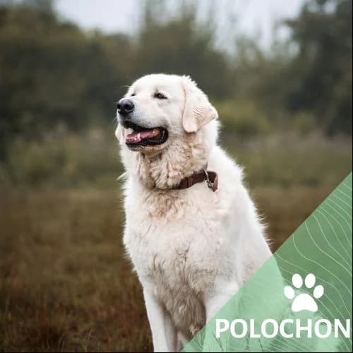 Adopter un de nos pensionnaires photo 3