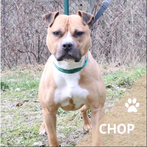 Adopter un de nos pensionnaires photo 2