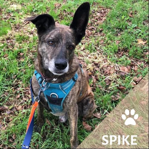 Adopter un de nos pensionnaires photo 3